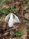 Hóvirág (Galanthus nivalis)