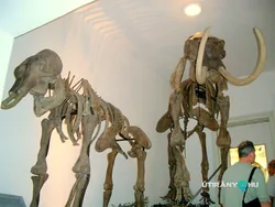 MTM Bakonyi Természettudományi Múzeuma borítóképe