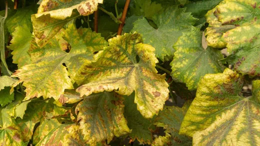 'Szőlő aranyszínű sárgaság' cikk borítóképe